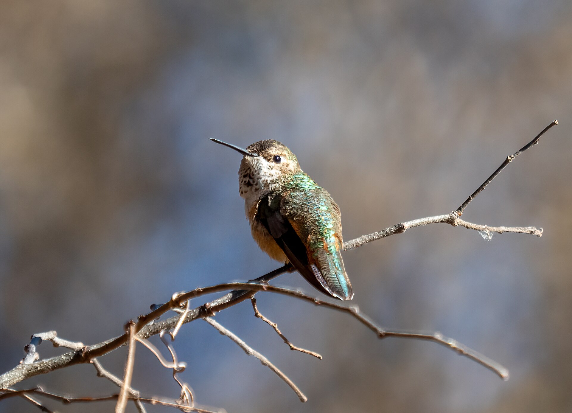 Rufous Hummingbird