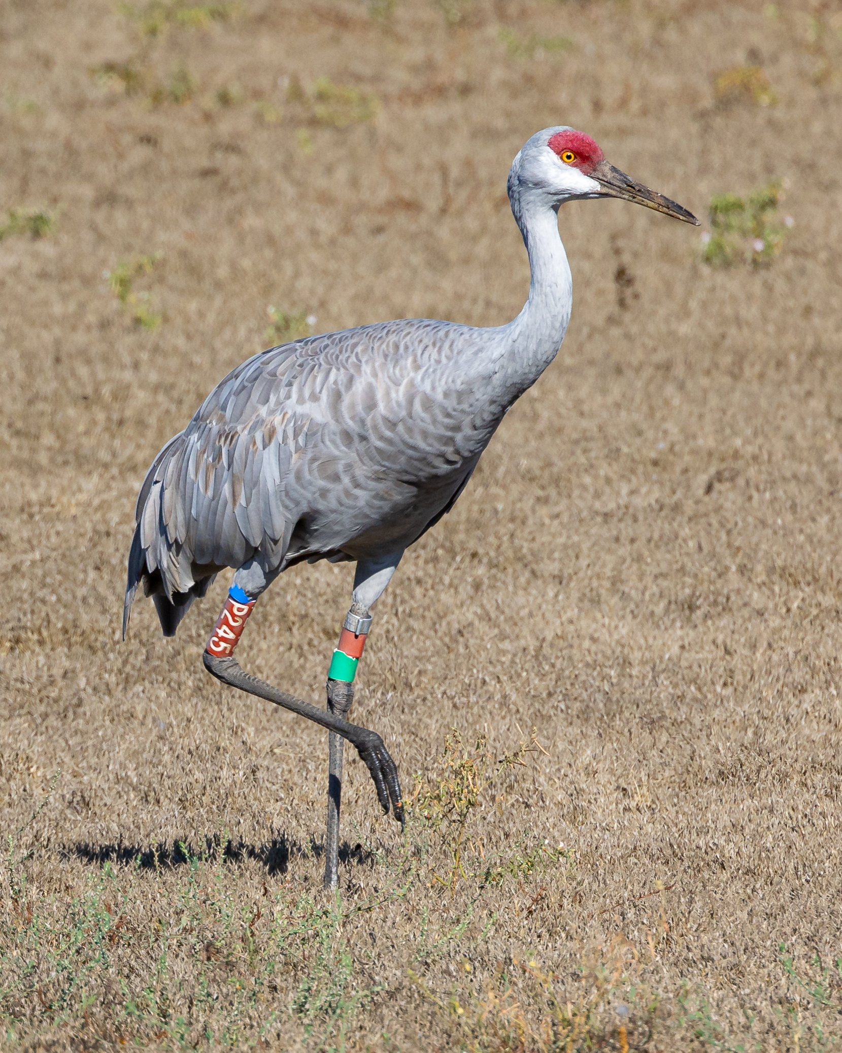 Sandhill Crane