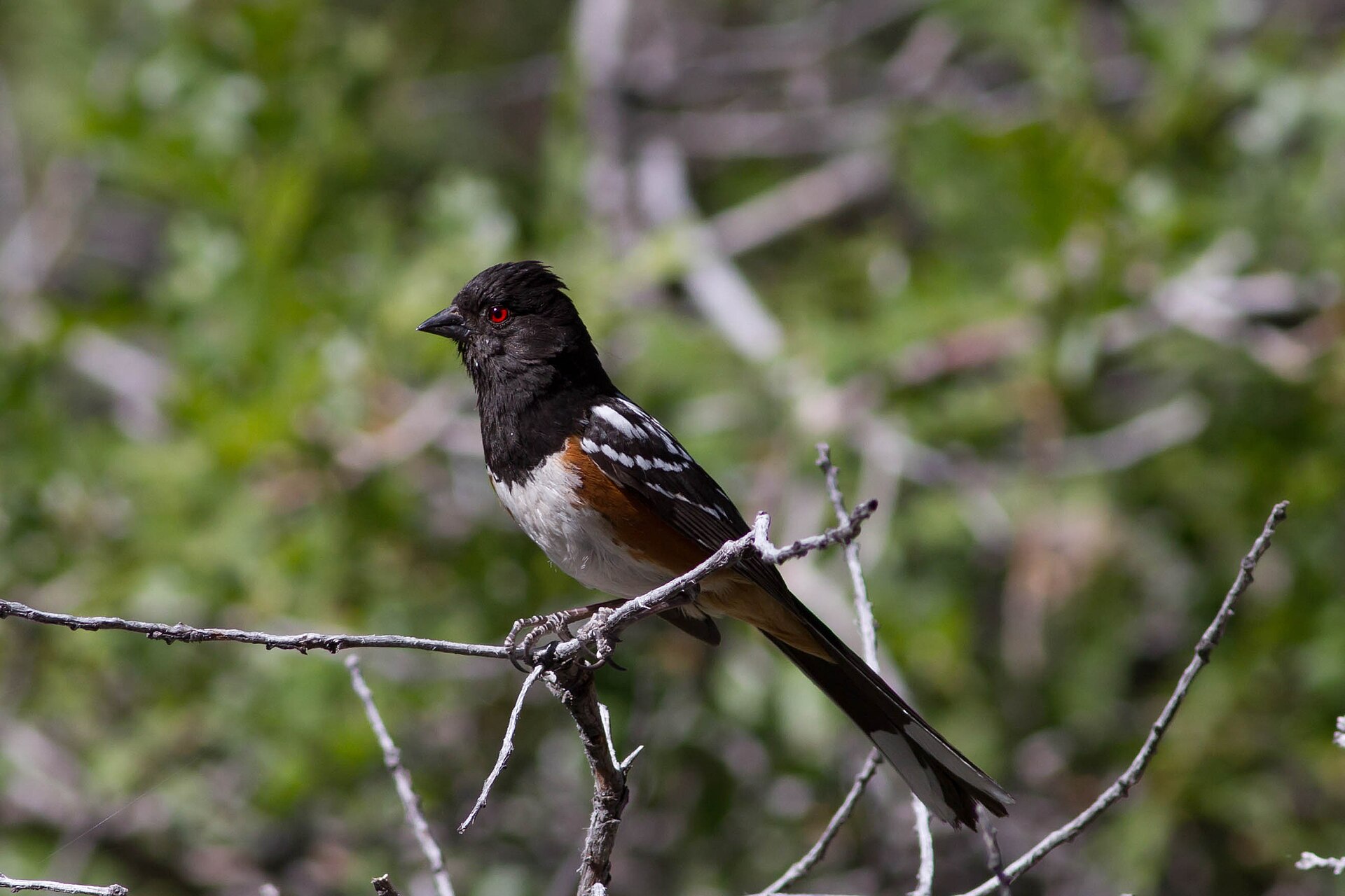 Spotted Towhee