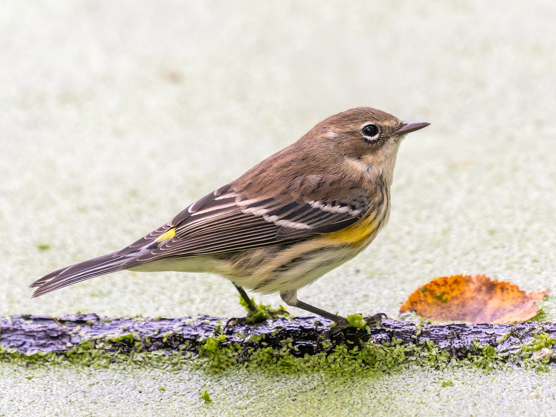 Yellow-rumped Warbler
