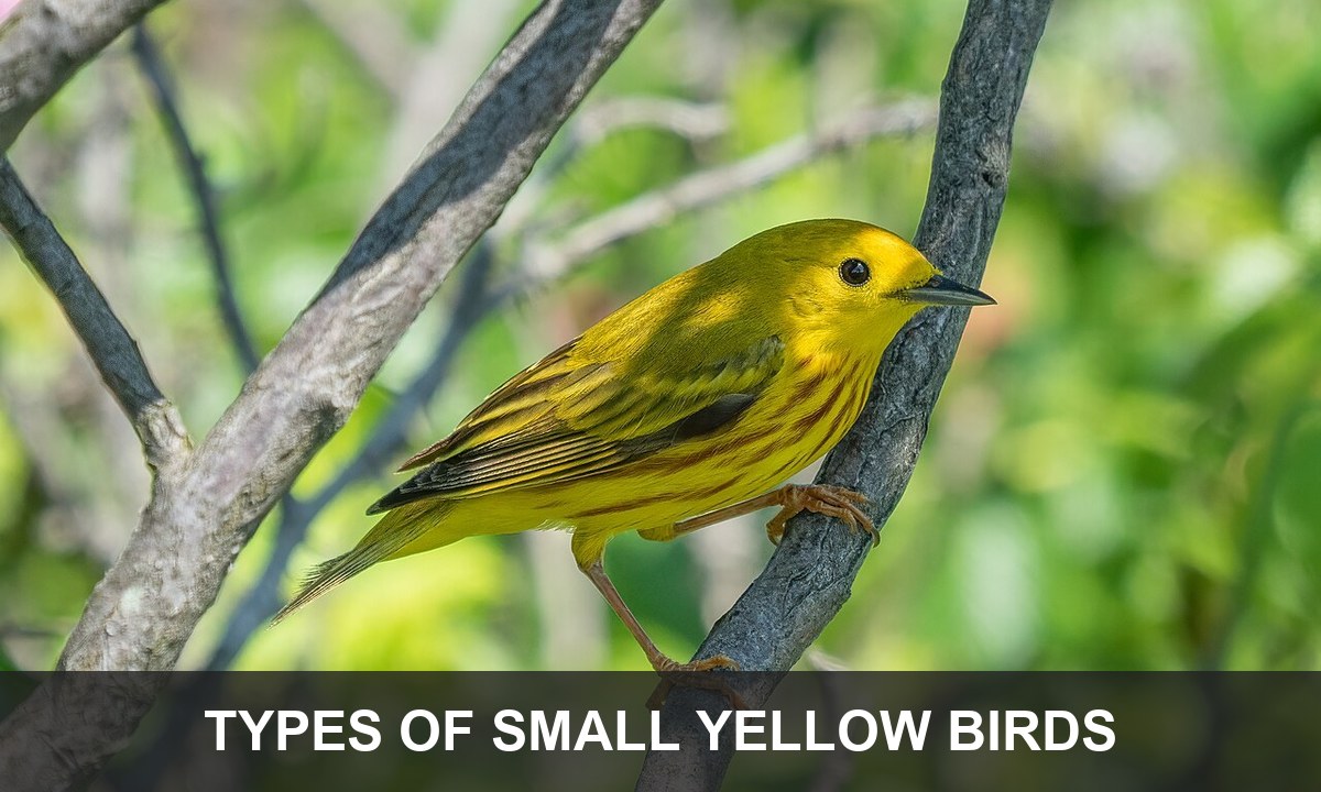 Male Yellow Warbler perched on a branch with the title Types of small yellow birds