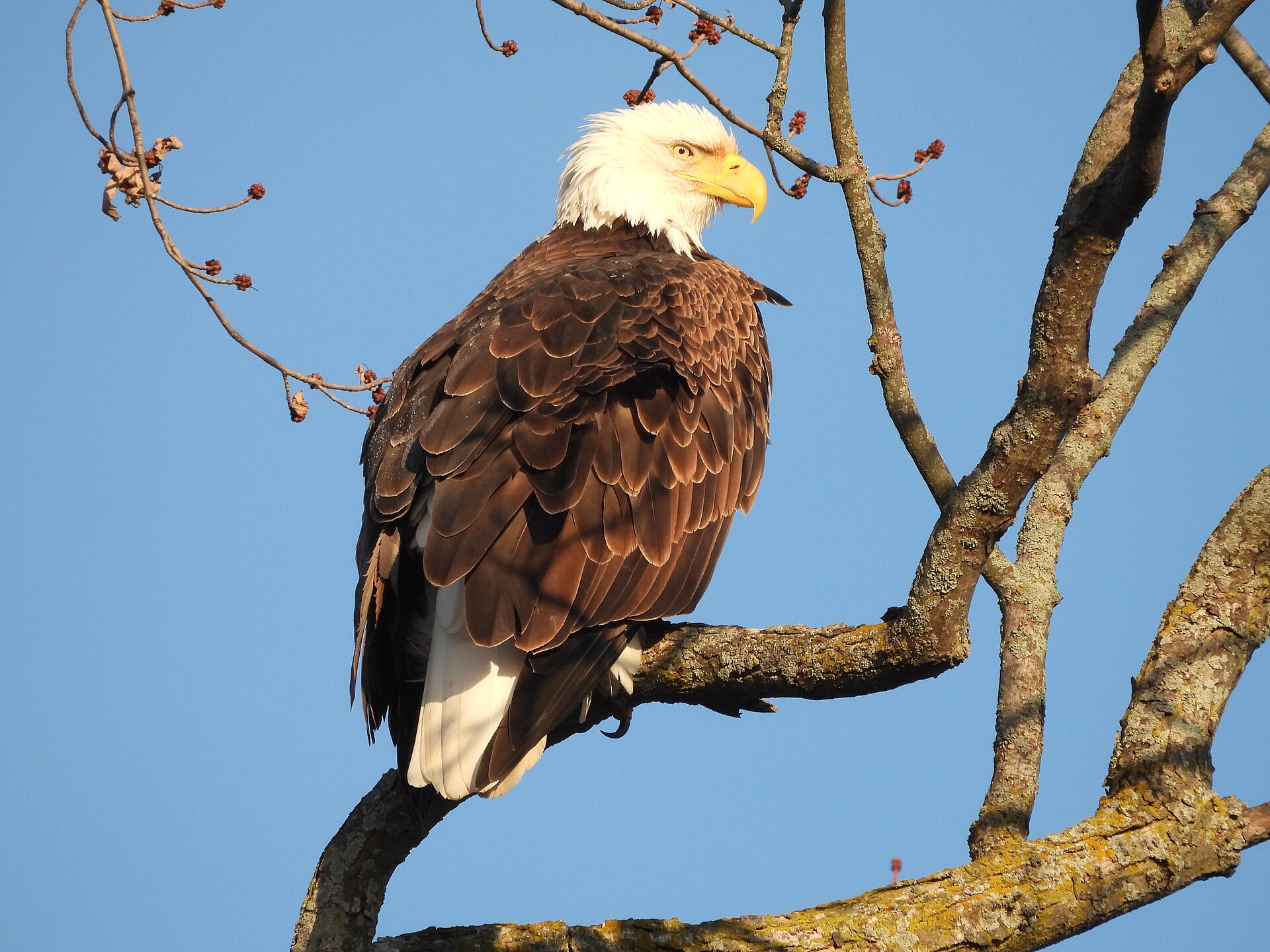Bald Eagle