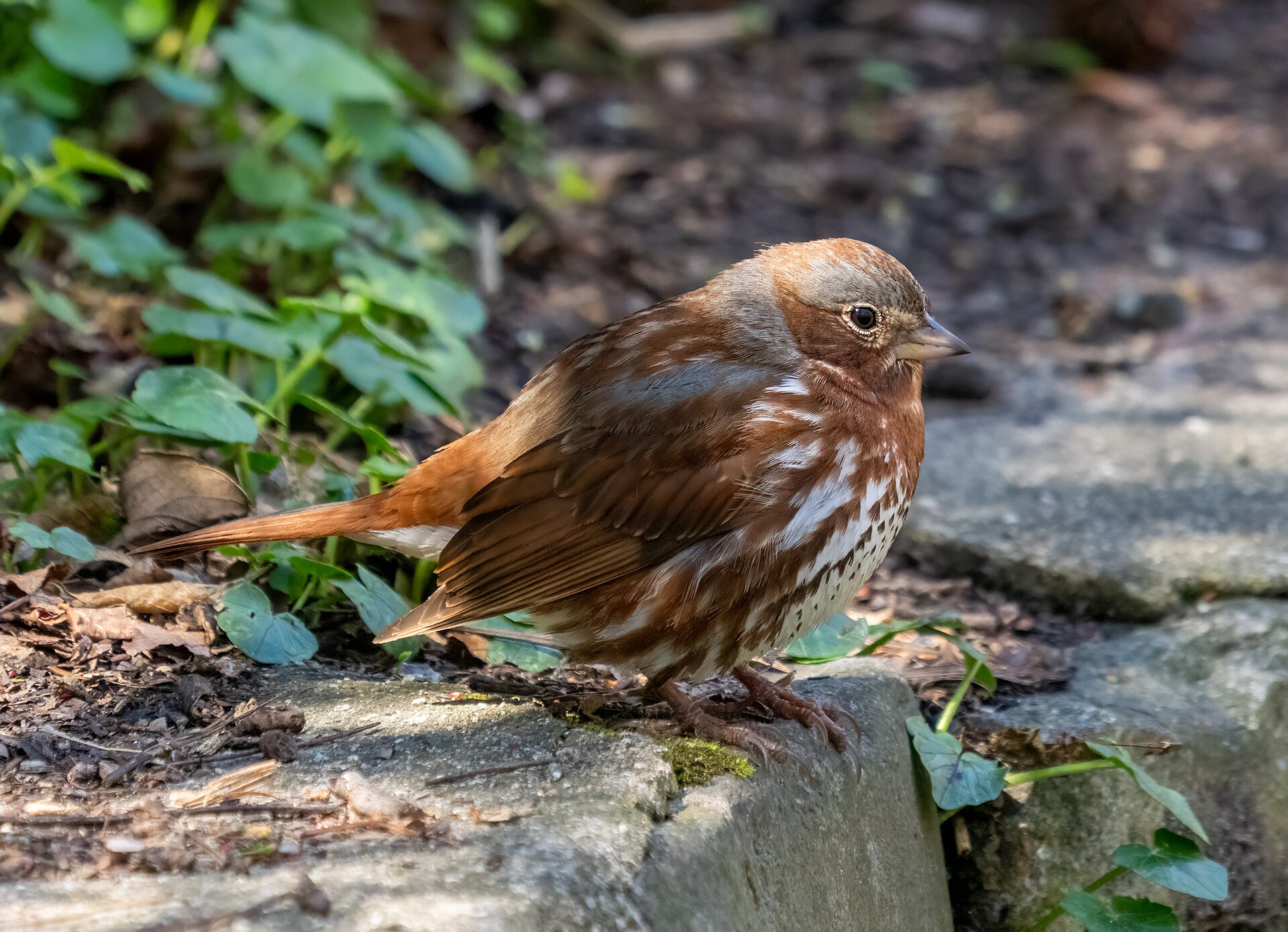 Fox Sparrow