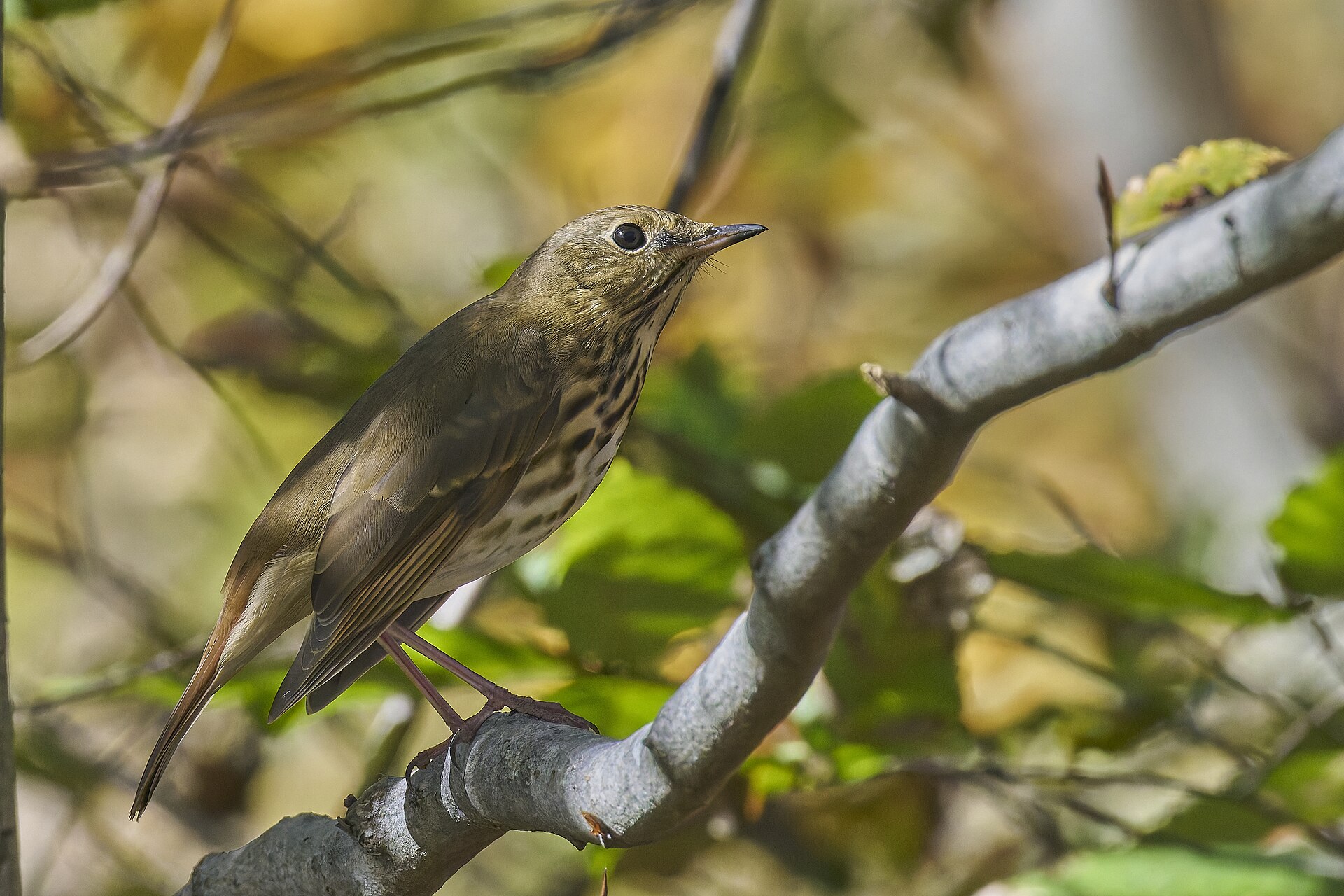 Hermit Thrush