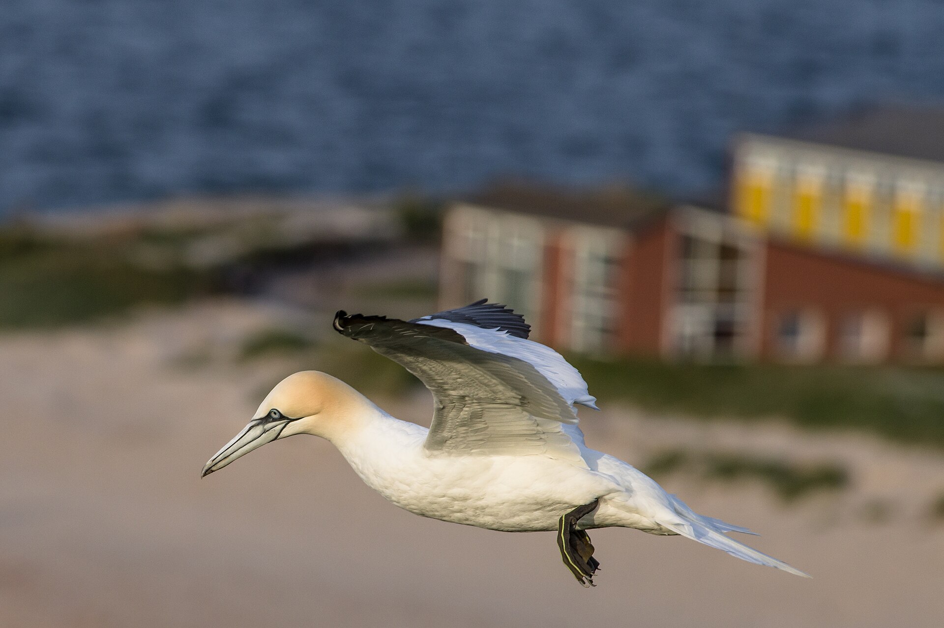 Northern Gannet