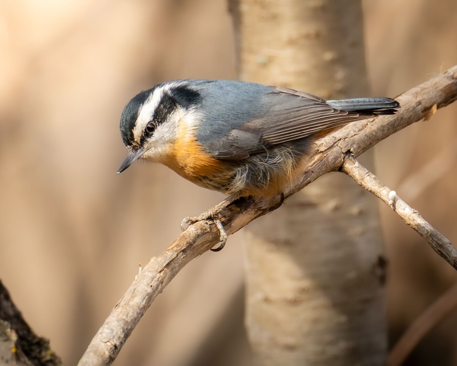 Red-breasted Nuthatch