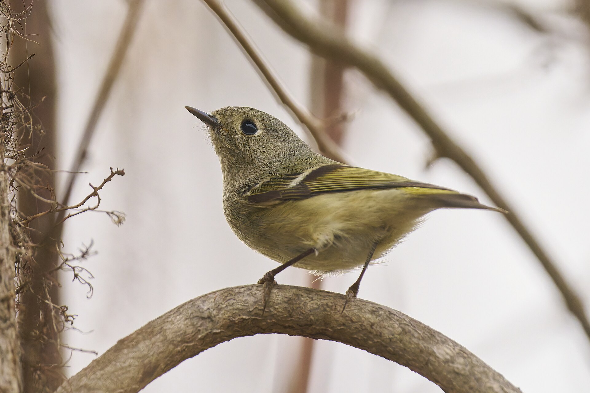 Ruby-crowned Kinglet