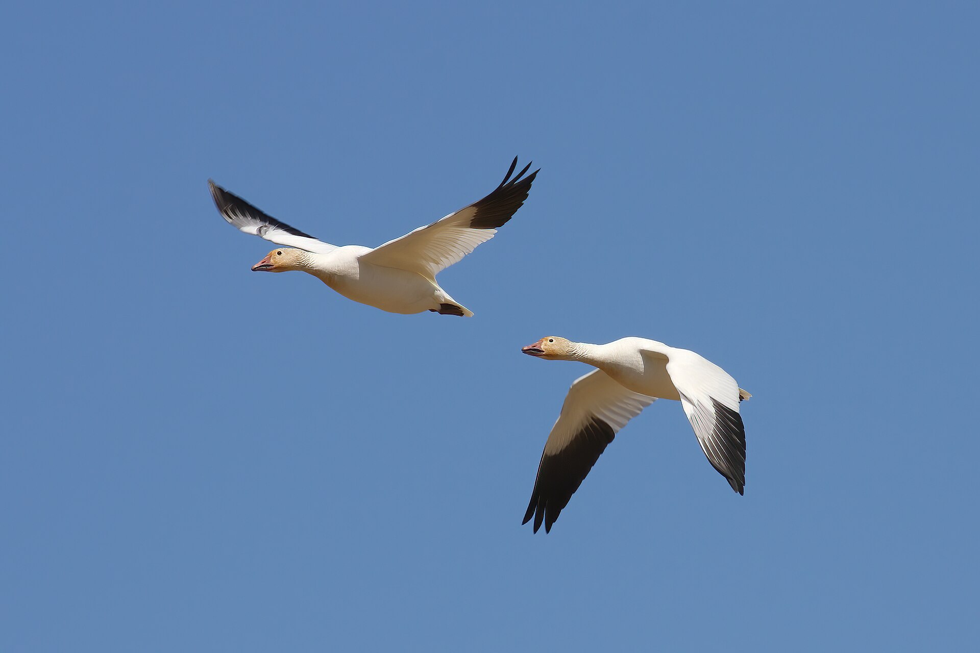 Snow Goose