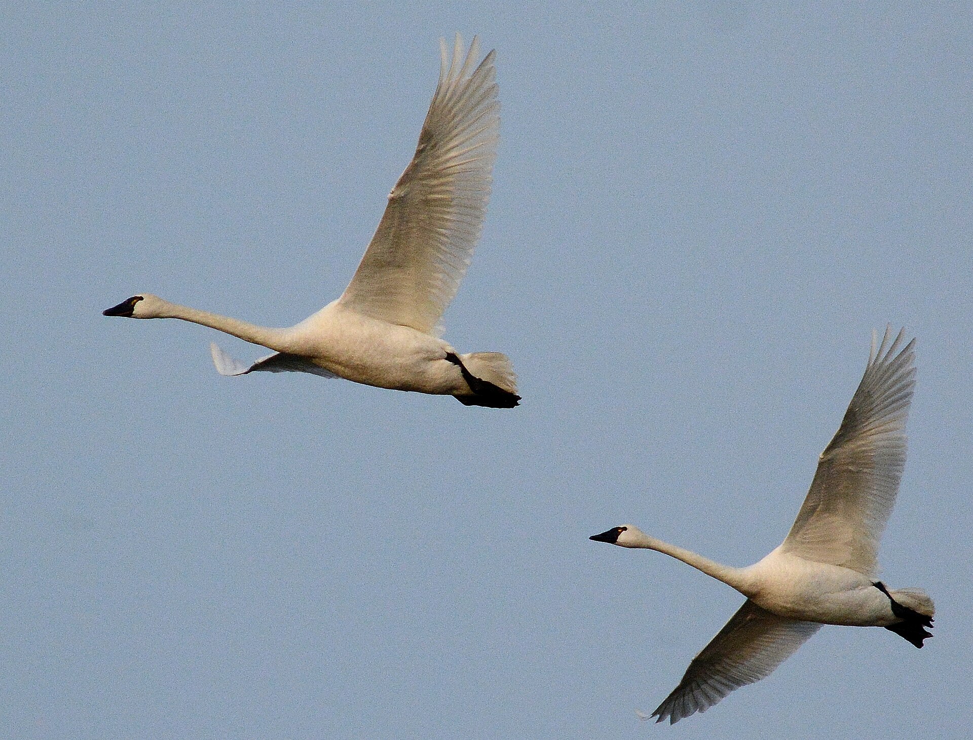 Tundra Swan