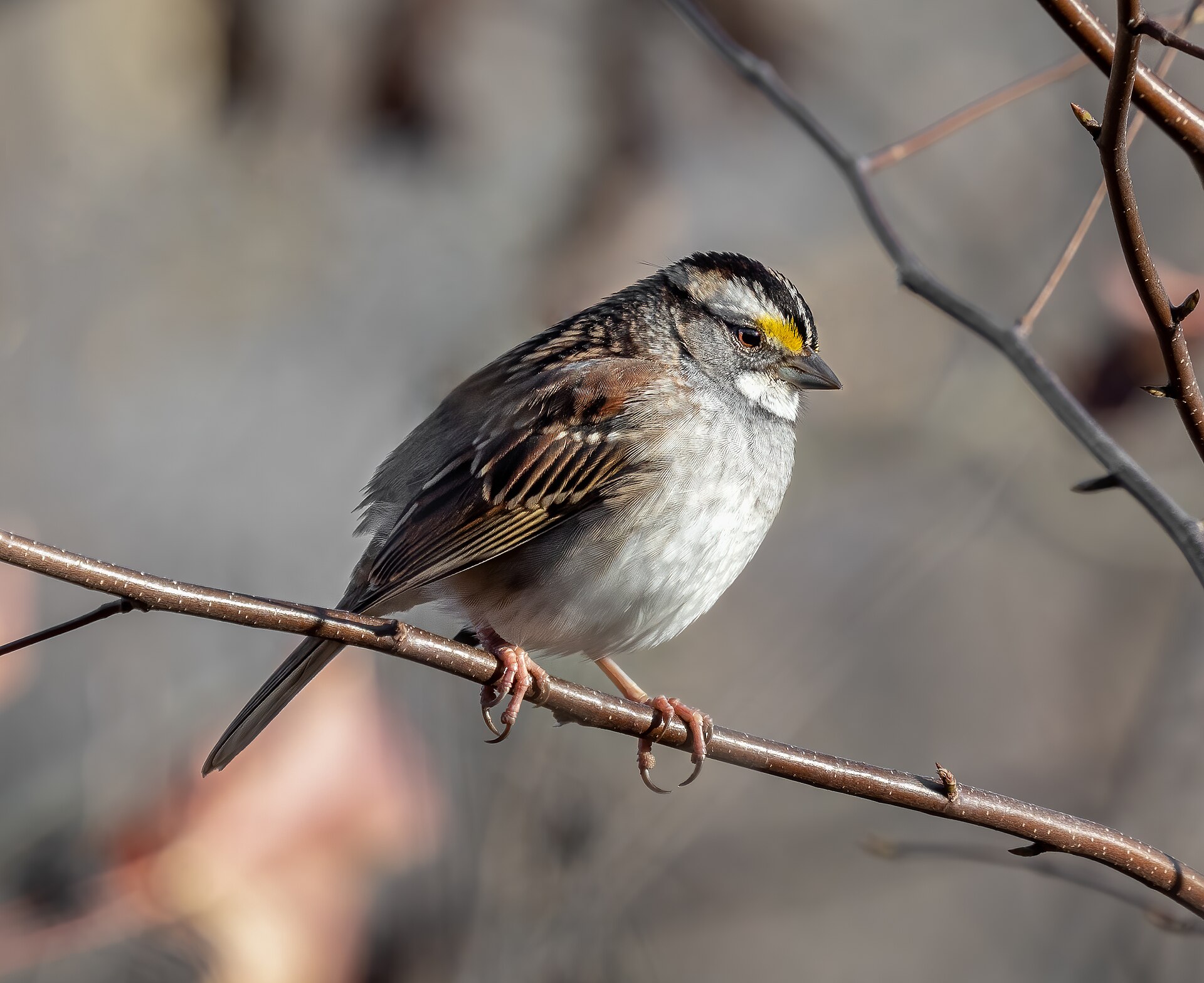White-throated Sparrow