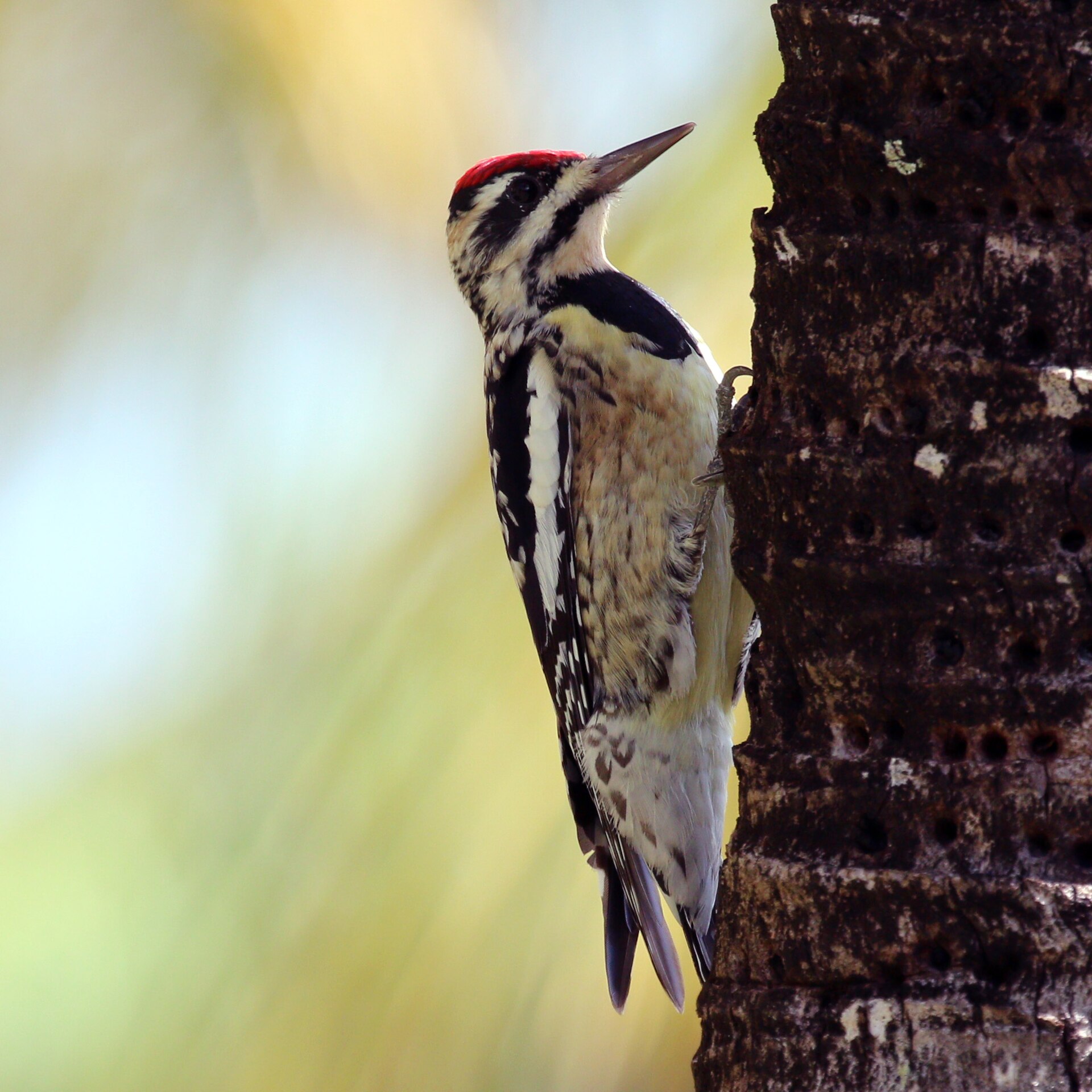 Yellow-bellied Sapsucker