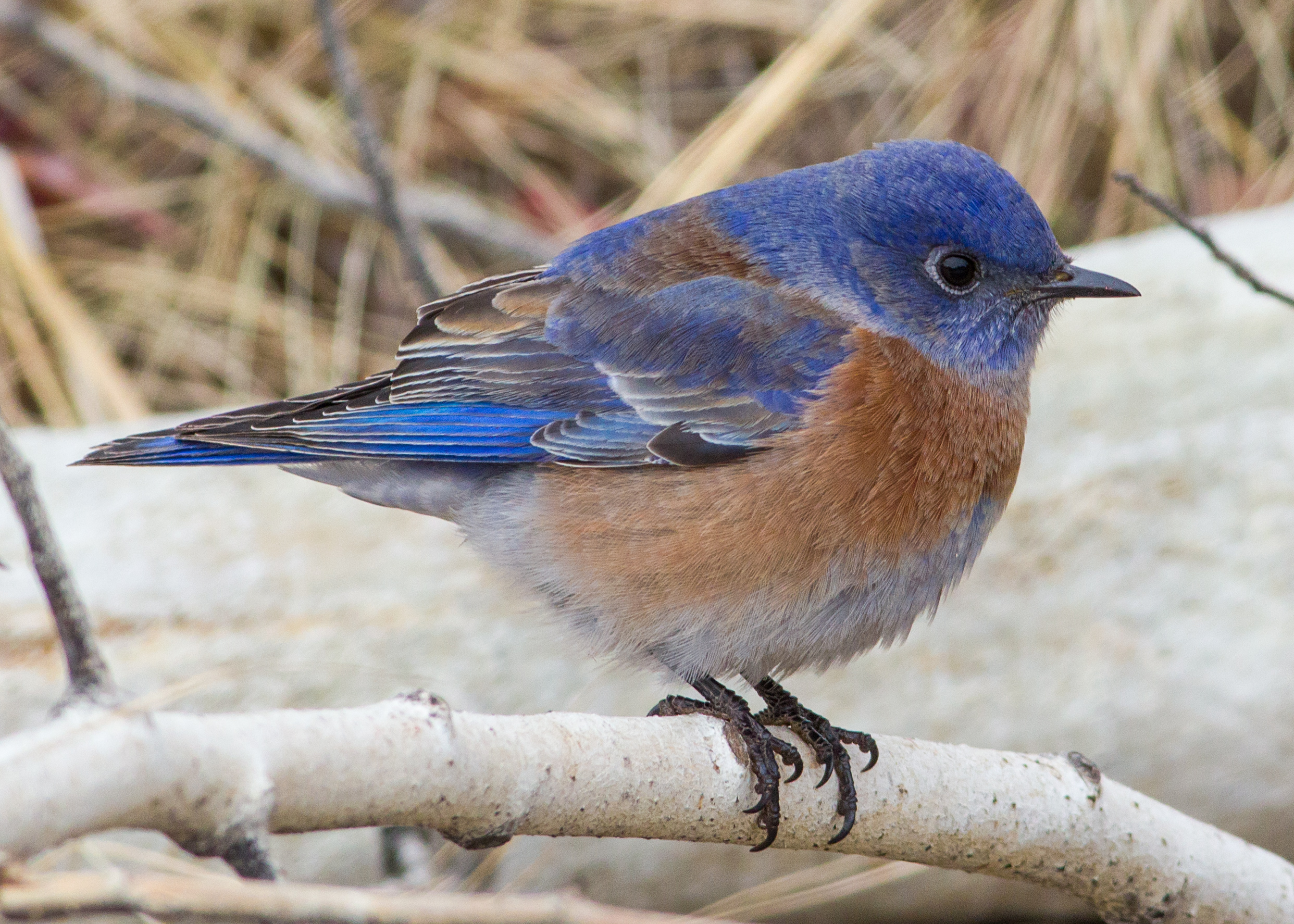 Adult male Western Bluebird with blue head and back contrasting with a reddish-orange chest