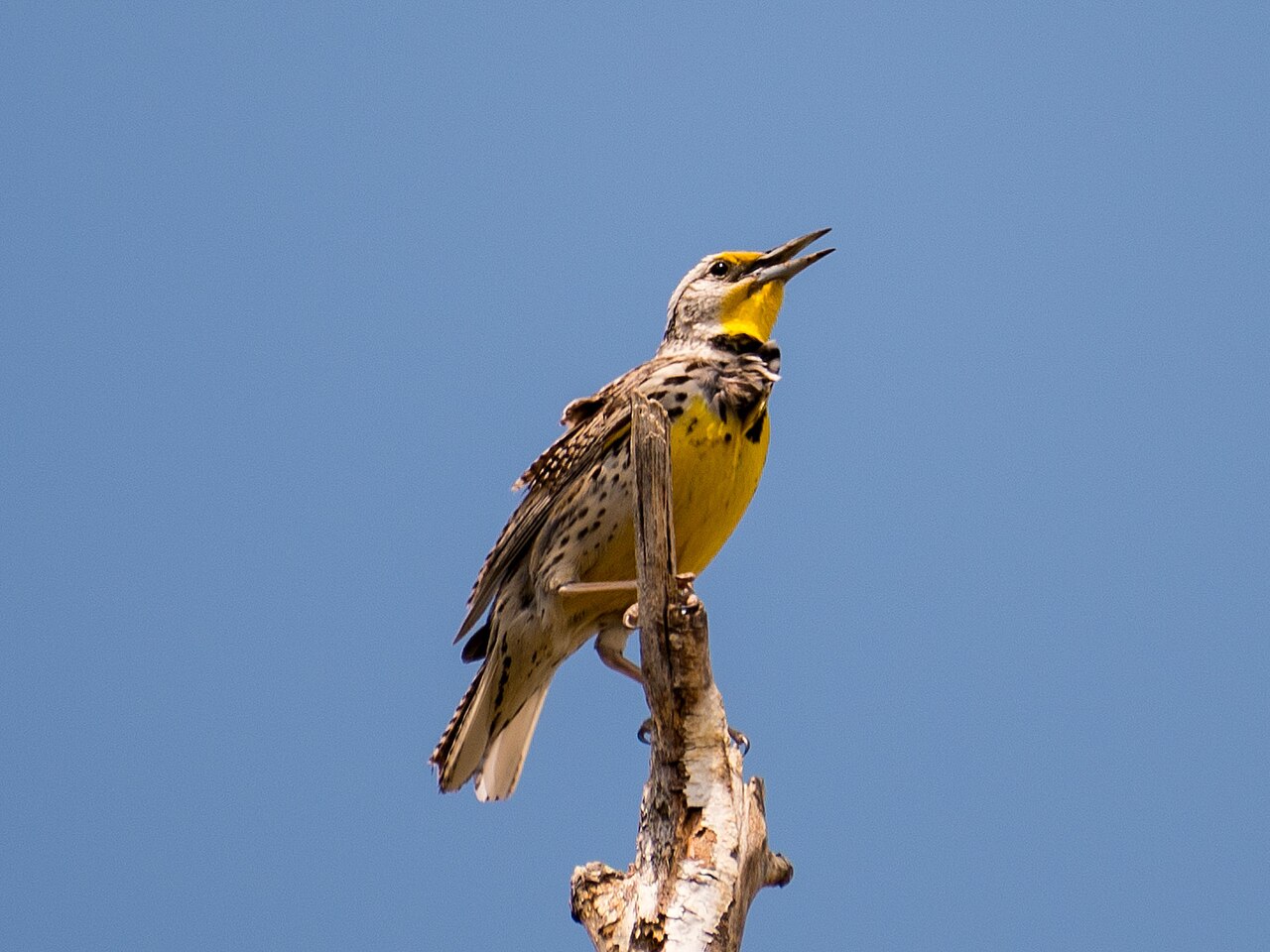 Western Meadowlark singing with bill open from a bare branch against blue sky