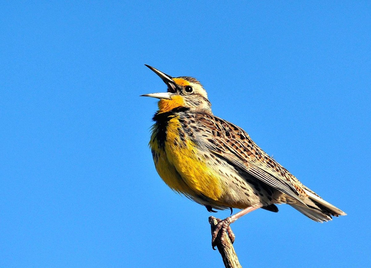 Western Meadowlark singing from a perch, yellow throat and black V on the chest visible
