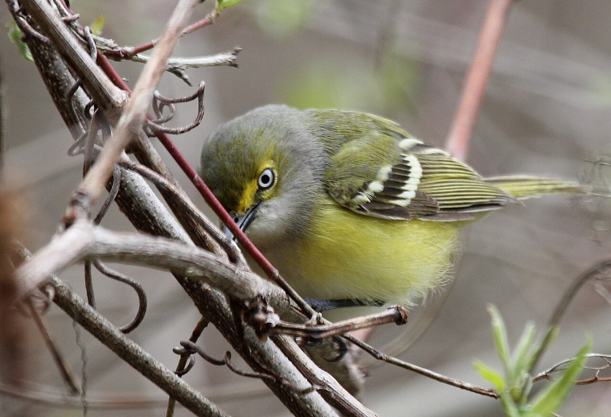 White-eyed Vireo with pale iris, yellow spectacles and white wingbars among tangled branches