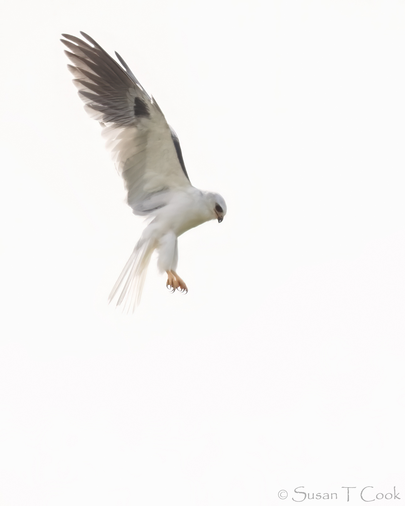White-tailed Kite hovering in flight, showing white body and black shoulder patches