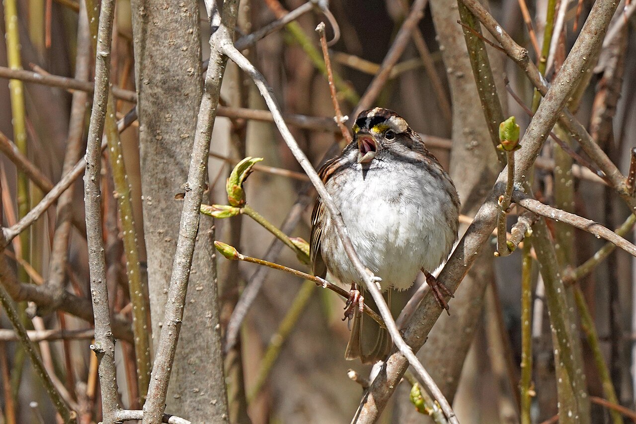 White-throated Sparrow with striped head and white throat singing from a shrub