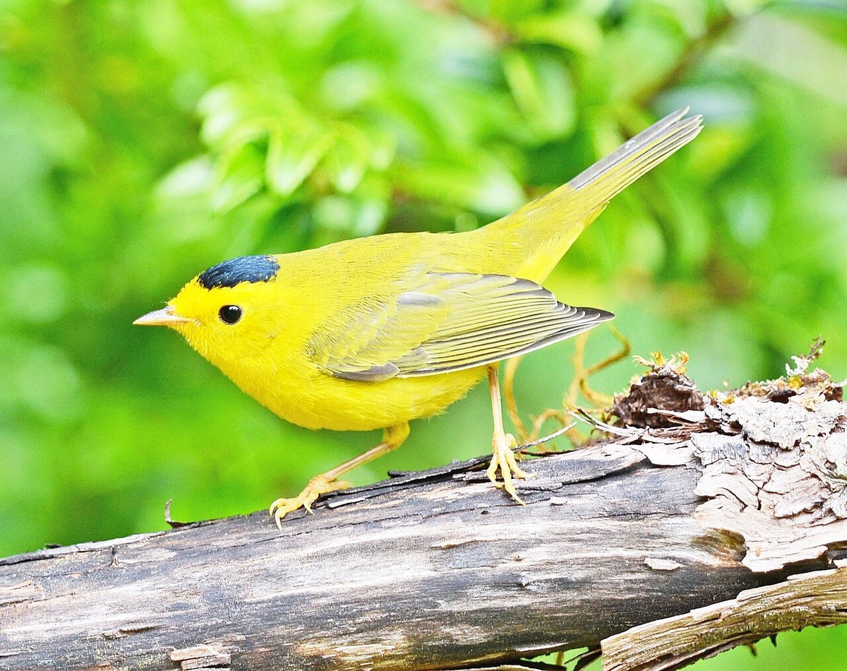 Male Wilson's Warbler with a black cap and bright yellow face perched on a log