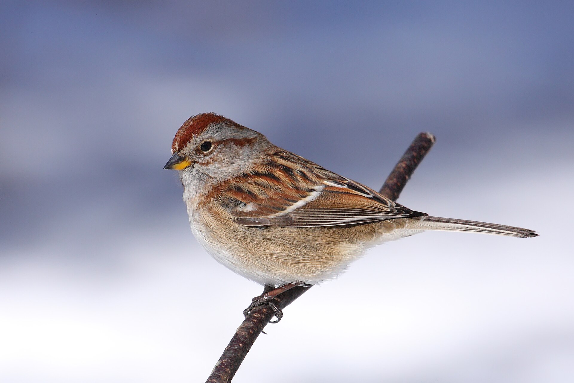 American Tree Sparrow