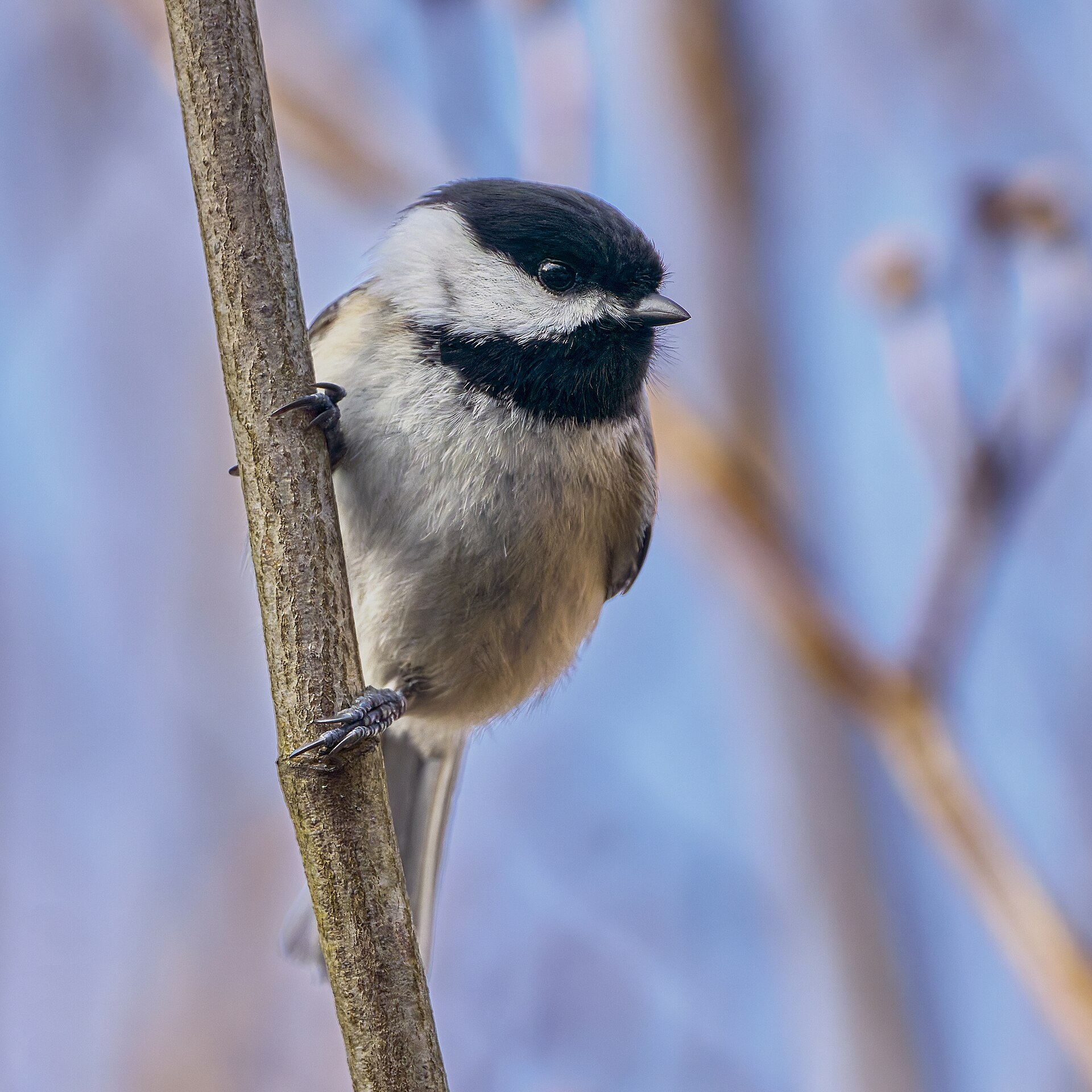 Black-capped Chickadee