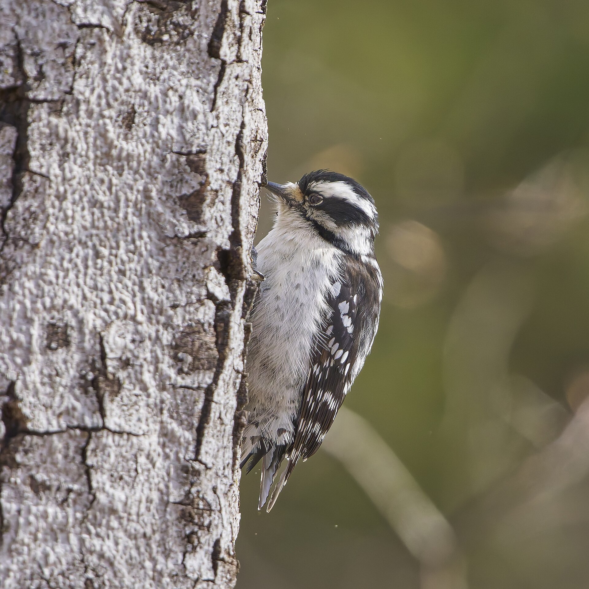 Downy Woodpecker