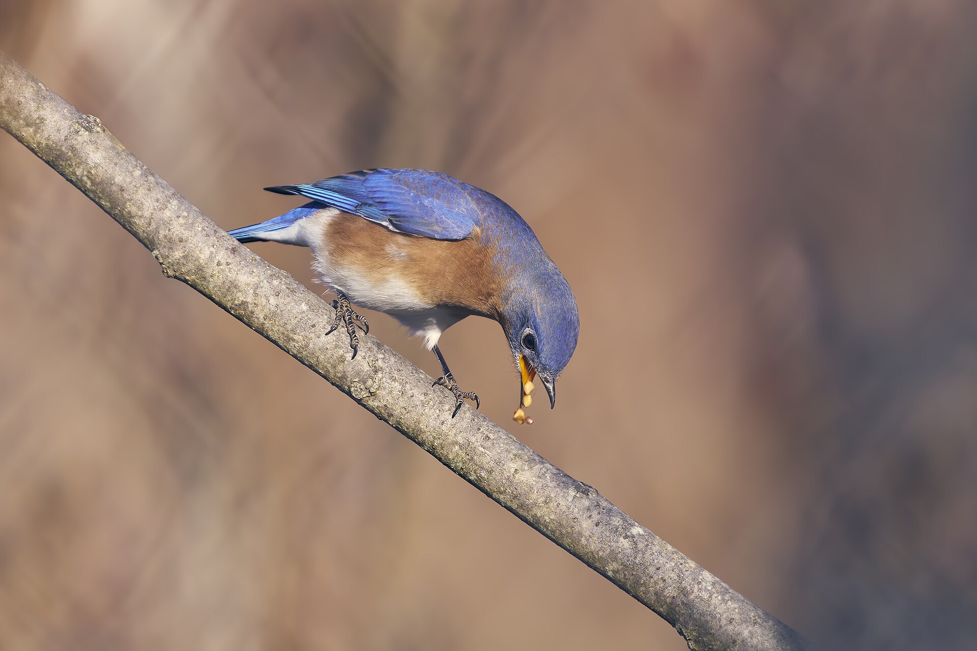 Eastern Bluebird