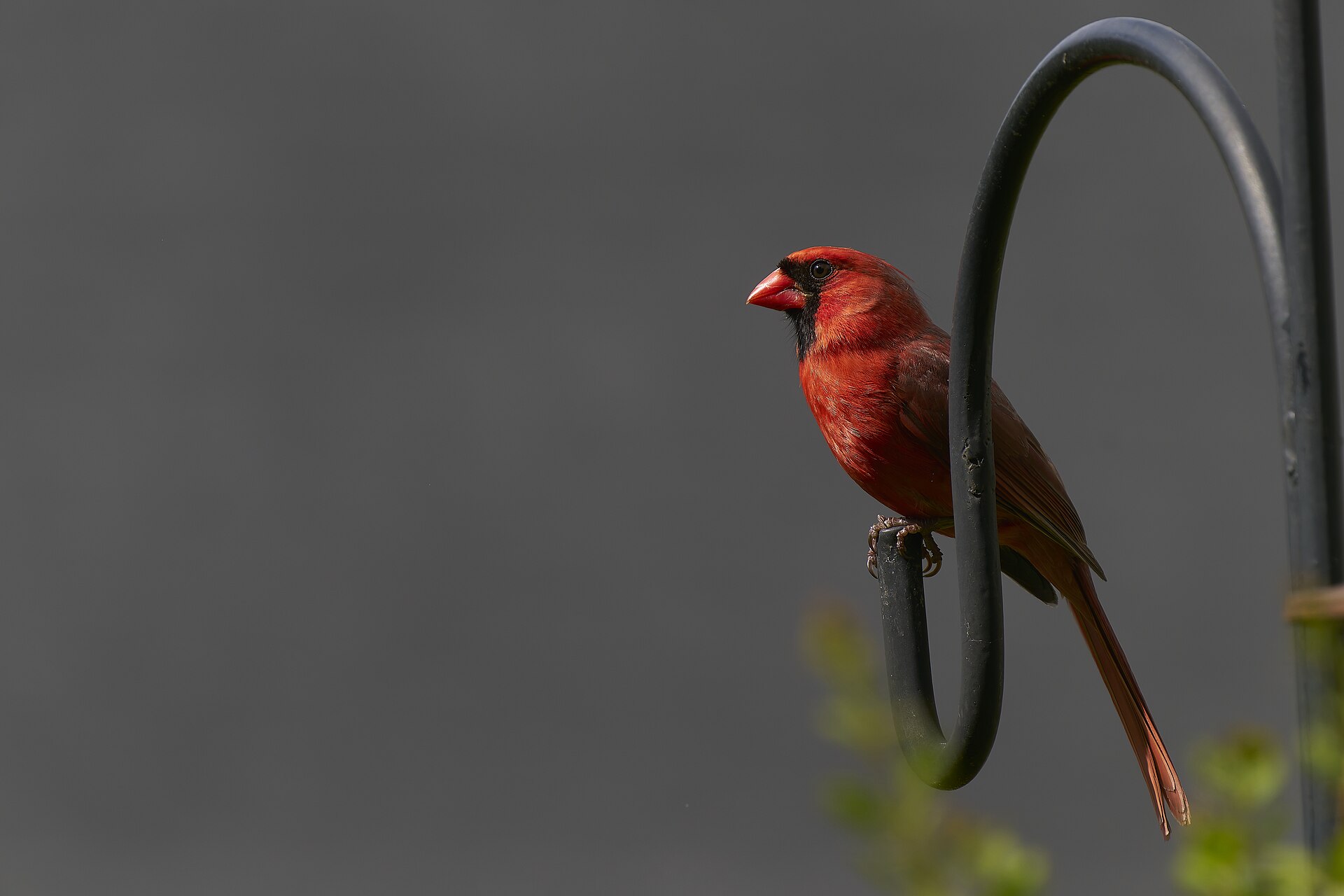 Northern Cardinal