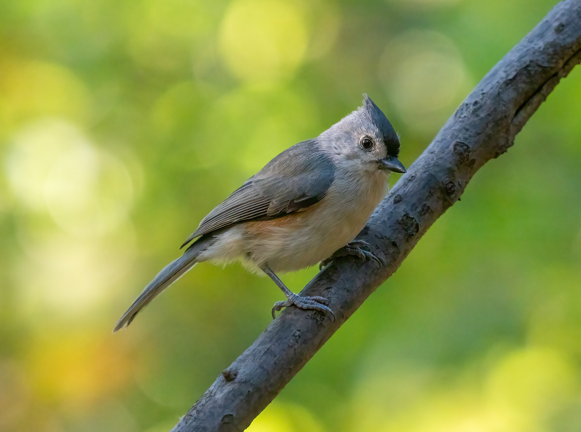 Tufted Titmouse