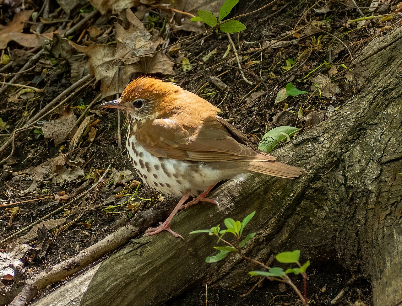 Wood Thrush with rusty-brown head and boldly spotted breast standing on a mossy log