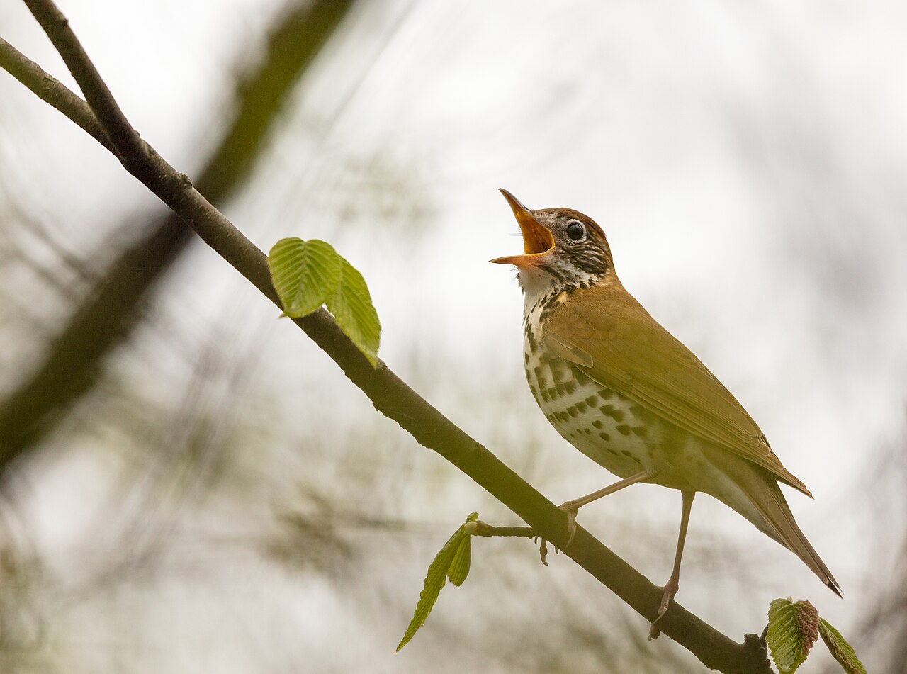 Wood Thrush with spotted white breast and rusty-brown back singing with bill open on a leafy branch