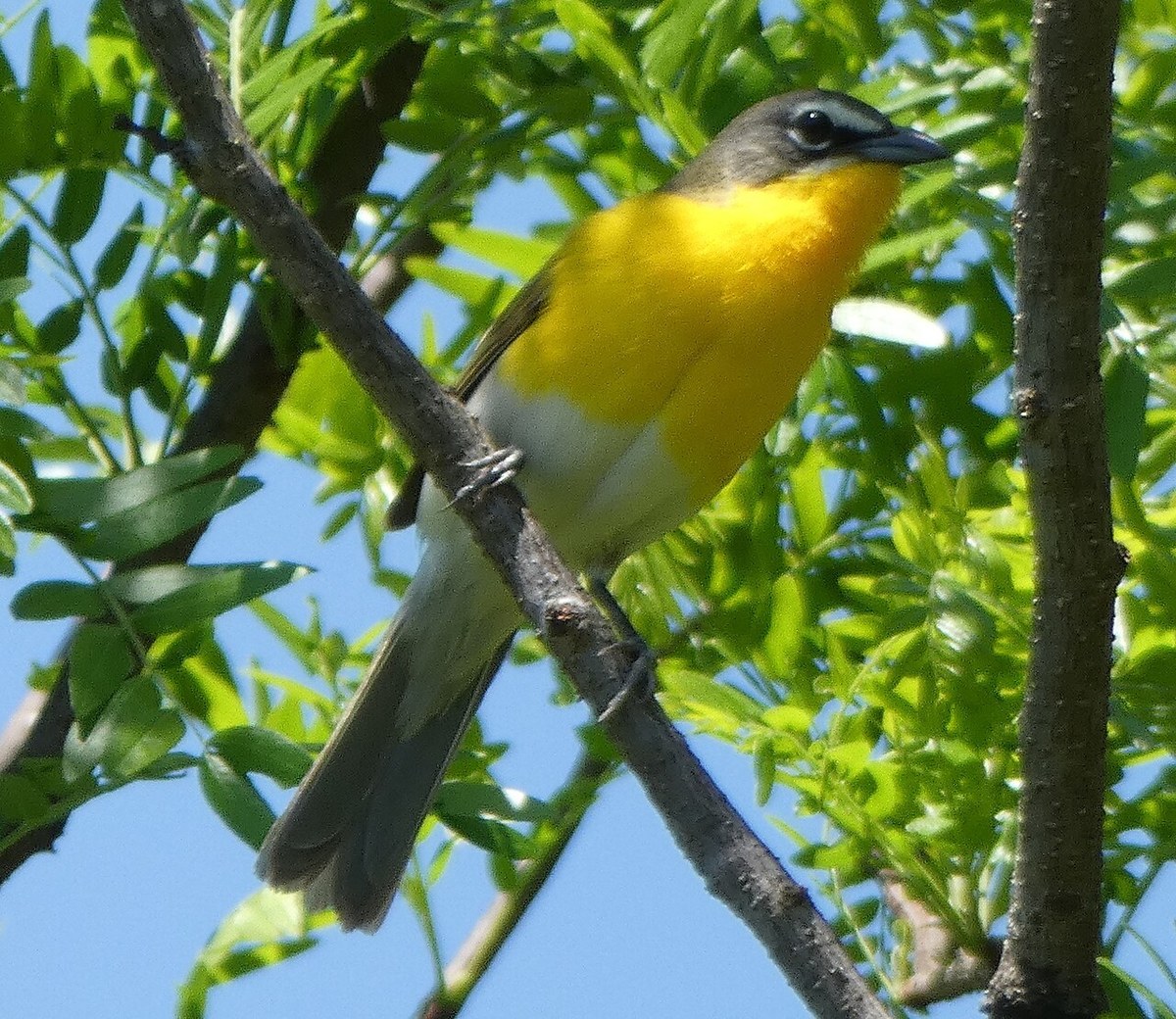 Yellow-breasted Chat with gray face, white eyebrow stripe and bright yellow breast perched in a tree