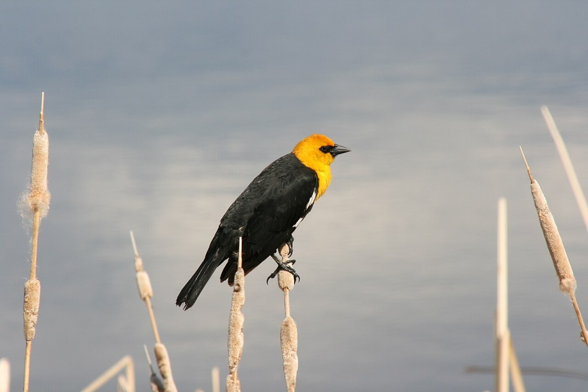 Male Yellow-headed Blackbird with yellow head and chest and black body perched on a cattail