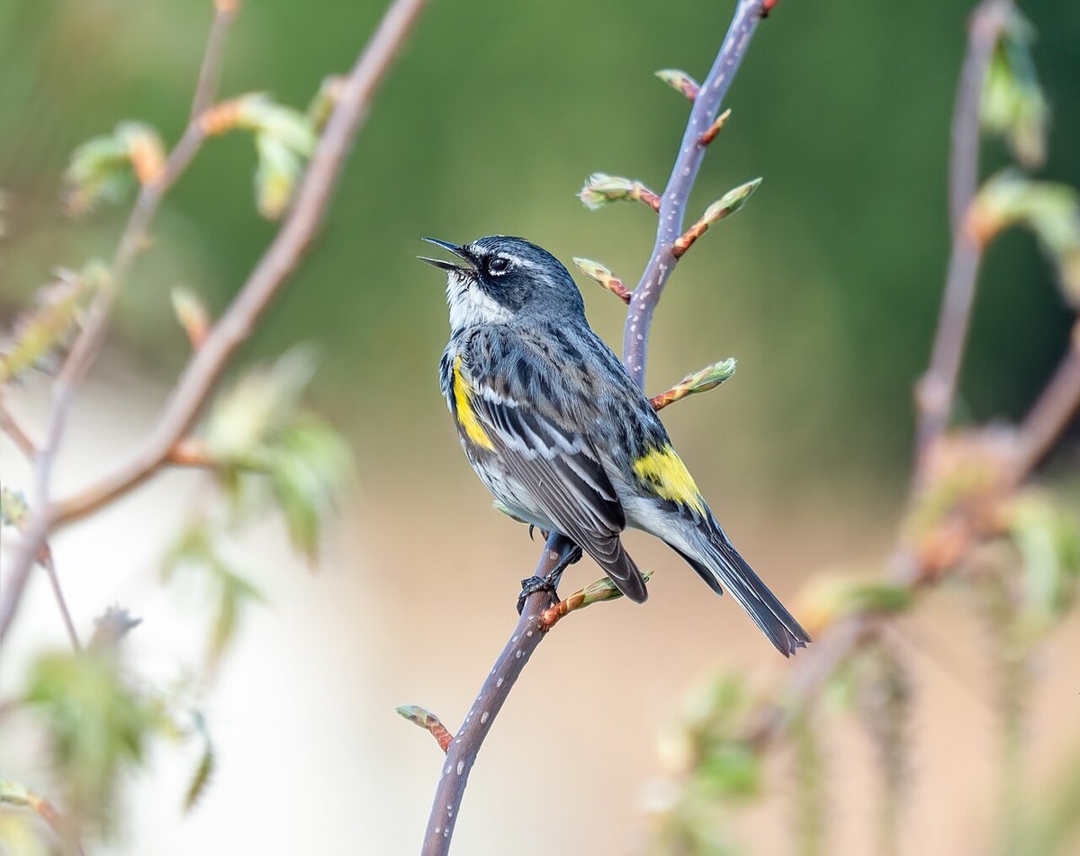 Male Yellow-rumped Warbler singing on a branch, yellow rump and side patch visible