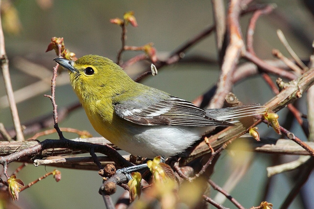 Yellow-throated Vireo with yellow spectacles, thick bill and two white wingbars perched on a branch
