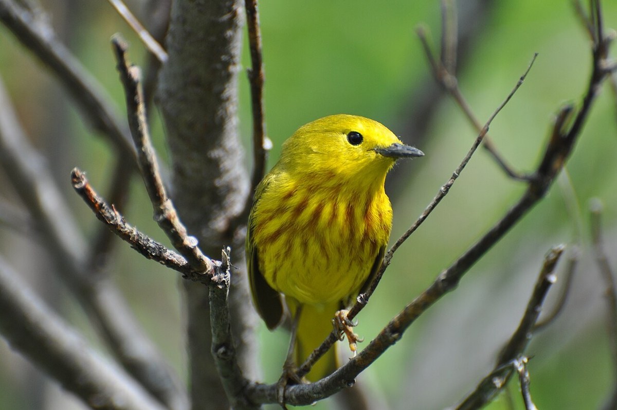 Male Yellow Warbler with reddish breast streaks perched on a bare twig